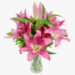 VIBRANT DELIGHT